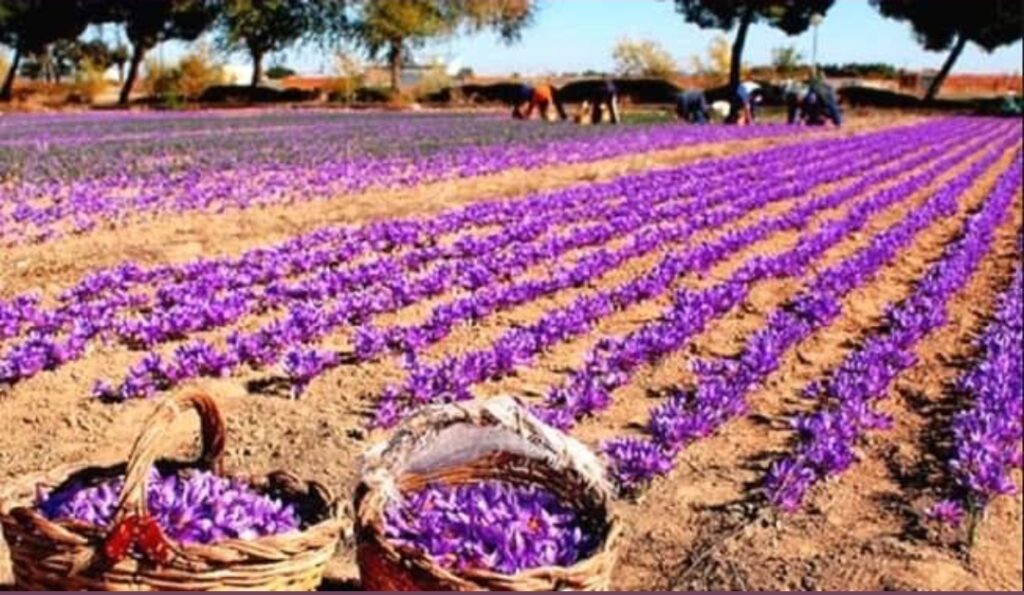 Champ de culture du Safran,Région de Taliouine,Maroc